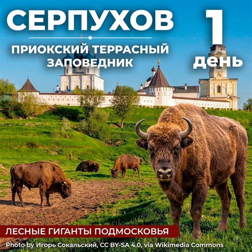 Лесные гиганты Подмосковья: Серпухов – Приокско-Террасный заповедник - фото 23656