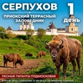 Лесные гиганты Подмосковья: Серпухов – Приокско-Террасный заповедник - фото 23656